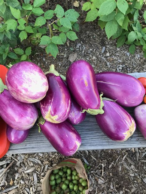 Edible Teaching Garden — Allegheny County — Master Gardener