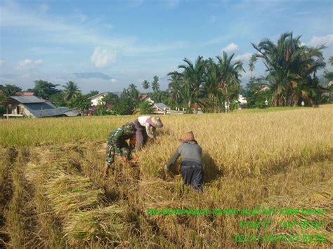 Detail Gambar Sketsa Petani Di Sawah Koleksi Nomer