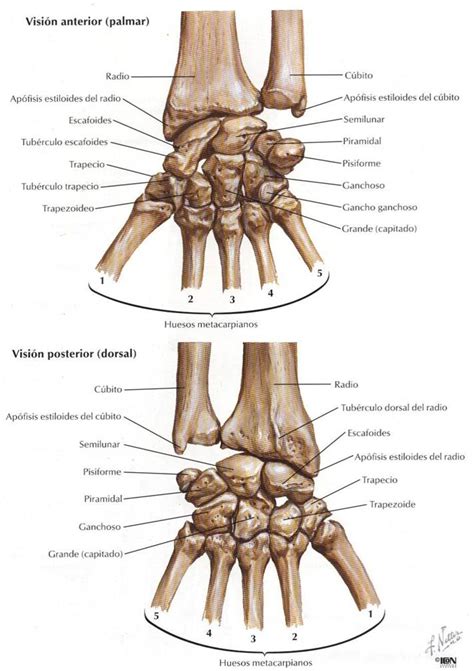 SemiologÍa Osteoarticular ArticulaciÓn De La MuÑeca