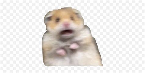 Hamster Scared Meme Sticker Scared Hamster No Background Emojihamaster Emoji Free Emoji Png