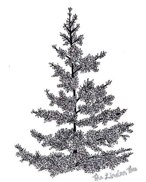 Items Similar To Pine Tree Ink Drawing Digital Print On Etsy Tree