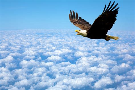 American Bald Eagle Soaring High Above The Clouds Photograph By James