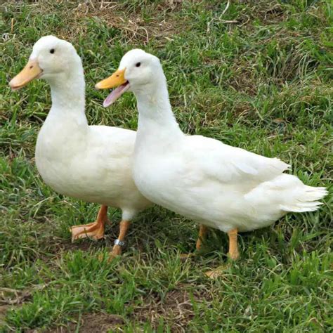 14 Types Of White Ducks With Pictures