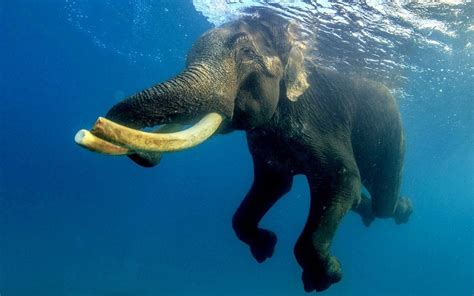 Rajan A 63 Year Old Four Ton Male Asian Elephant Swimming In The Bay