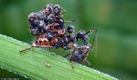 Assassin Bug Carries Dead Ants On Its Back To Ward Off Enemies Daily