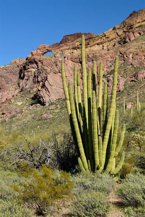 Photo Parc National De Organ Pipe Cactus Arizona Usa Organ Pipe