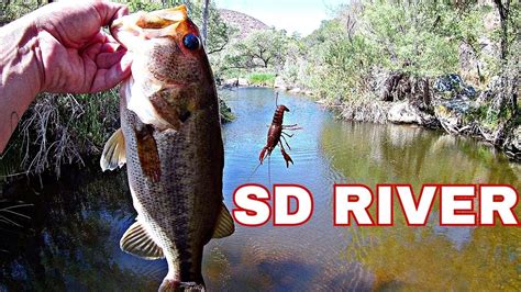 Catching Bass And Carp At The San Diego River Creek Fishing Youtube