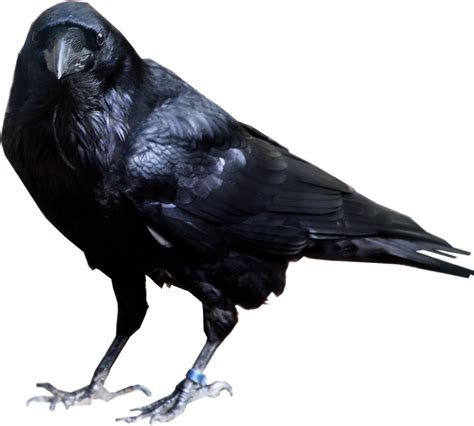 Download Raven Bird Transparent Background Hq Png Image Freepngimg