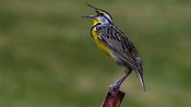 Common Songbirds of the Pacific Northwest: Complete Guide