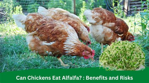 Can Chickens Eat Alfalfa Benefits And Risks Animals Farm Guide