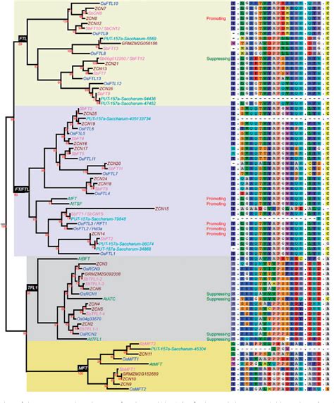 Sorghum Propinquum Semantic Scholar