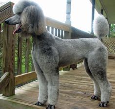See the top 10 ranked fresh dog food in 2021 & make an informed purchase. "Royal Dutch" Poodle Cut. #poodleclip #poodlecut @Huxtable Poodle Samoht | Poodle Cuts, Clips ...