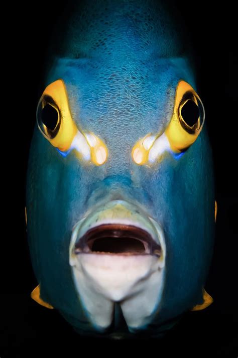 Stunning Winners Of The Underwater Photographer Of The Year 2021