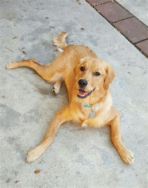 Coco, Golden Retriever. 8 months old | Golden retriever, Golden dog, Golden retriever puppy