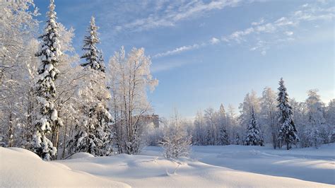Зимний Пейзаж Леса Фото Telegraph