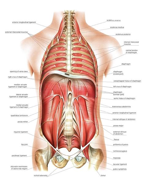 Muscle performance in neck pain assessment and rehab of the deep and superficial neck muscles in the presence of pain powered by physiopedia. Muscles Of Trunk And Abdomen Photograph by Asklepios ...