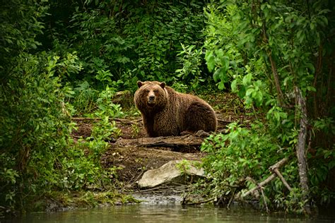 Photo Grizzly Bear Forests Animals