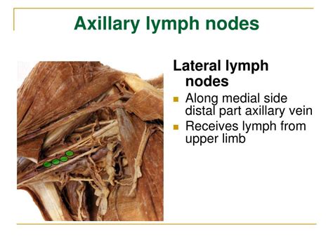 Ppt The Lymphatic System Powerpoint Presentation Free Download Id