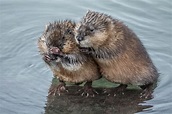 Photo: Muskrat Pair Makes the Sweetest Couple