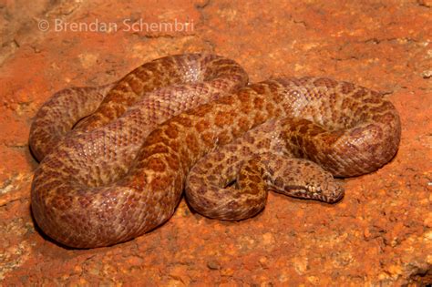 Pygmy Python Antaresia Perthensis Northern Pilbara Wa Brendan