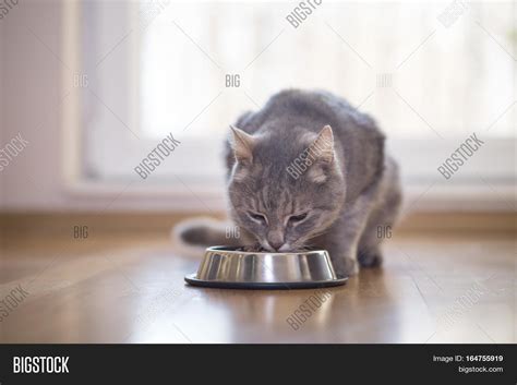 Beautiful Tabby Cat Image And Photo Free Trial Bigstock