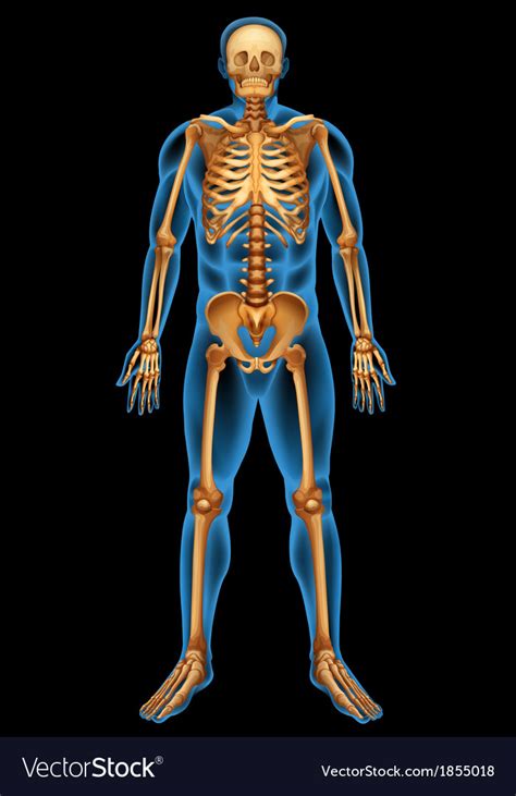 Human Skeletal System Royalty Free Vector Image
