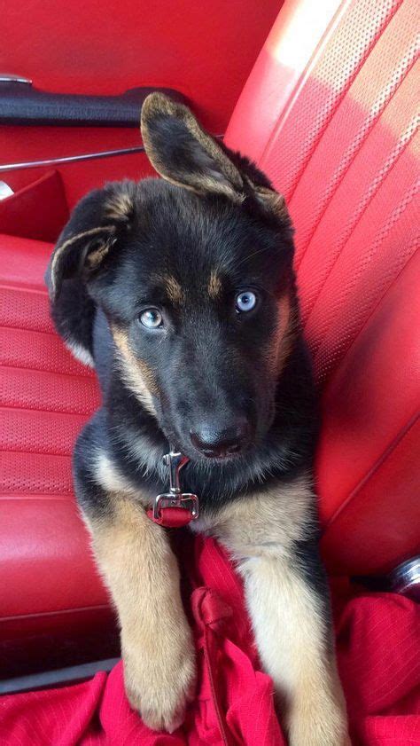 Blue Eyed German Shepherd Germanshepherd Germanshepherdpuppies