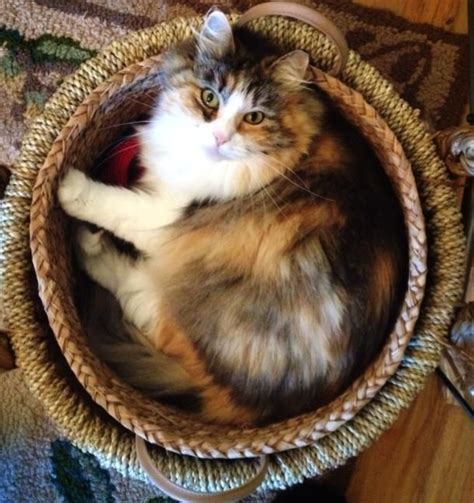 Basket Full Of Sweetness Hypo Allergenic Siberian Cat From Croshka