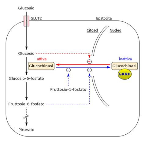 Differenza Tra Glicogenolisi E Glicogenosintesi - Glicolisi: definizione, biochimica, tappe, reazioni, regolazione