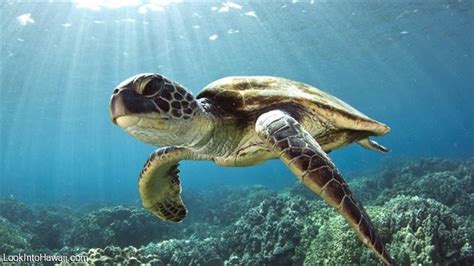 Honu The Hawaiian Green Sea Turtle Information