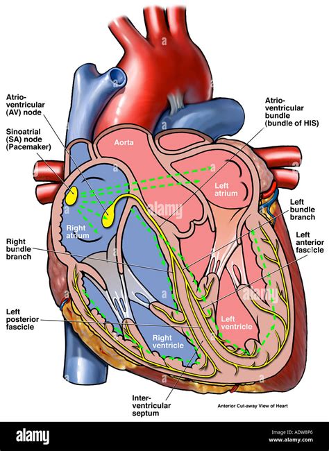 Sistema De Conducción Cardíaco Del Corazón Fotografía De Stock Alamy