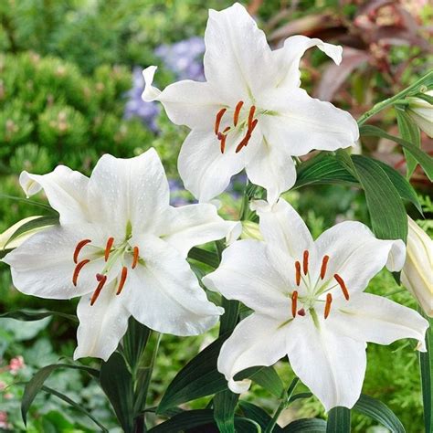 3 X Mont Blanc Lilies Fantastic Blooms Easy To Grow For A Beautiful