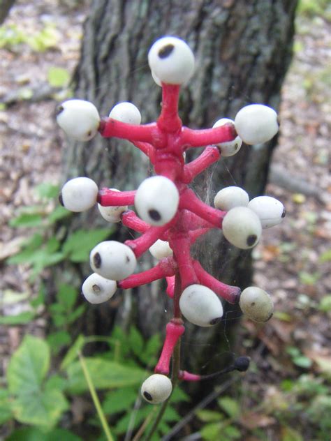 My Pic Strange Plant In Wisc Yes Its Real Unusual Plants