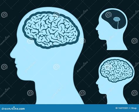 Male Head Silhouette With Small And Big Brain Stock Vector Illustration Of Isolated Profile