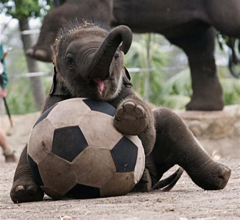 Cute Elephant Cant Play Soccer Very Well Raww