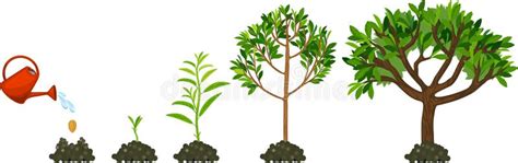 Five Stages Of Growing Maple Tree Stock Vector Illustration Of