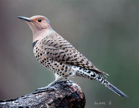Northern Flicker Woodpecker Photograph By Diane Giurco Fine Art America