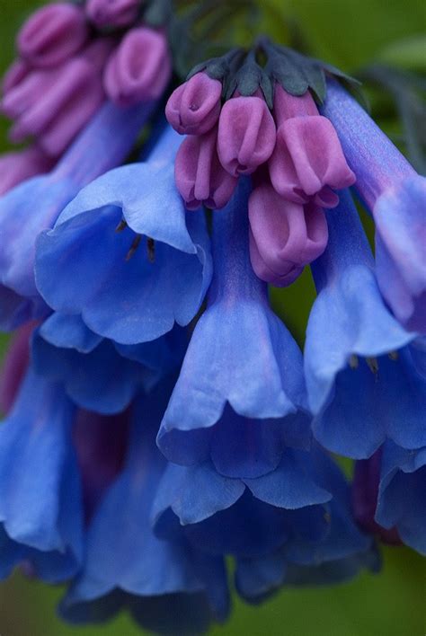 Amazing And Beautiful Virginia Bluebells Flowers And Gardens