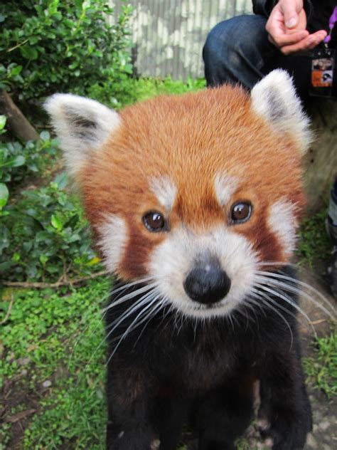 Red Pandas At Wellington Zoo Justin Scott Flickr