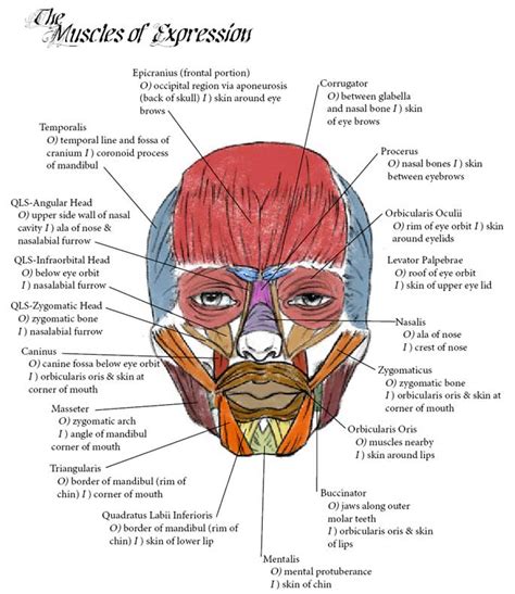 Muscles Facial Expressions Masturbation Network