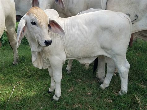 18 droughtmaster & brangus heifers. Brahman Cattle for sale. - Home | Facebook