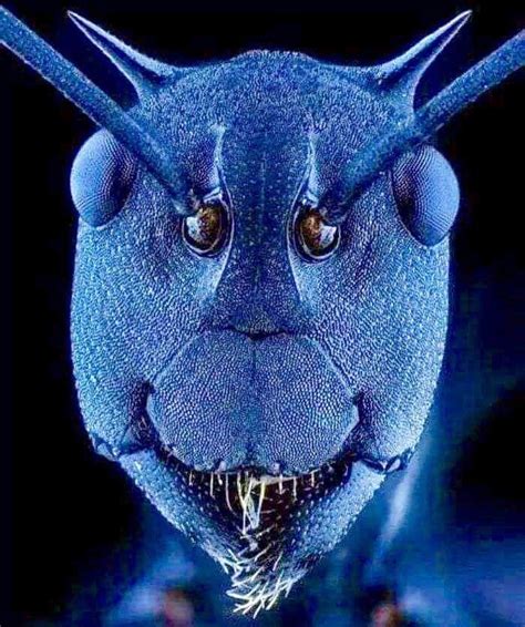 Ant Face Under Microscope ⁦‪interestingsci1‬⁩ Twitter Agbio World
