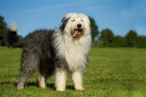 An animal that has a bobtail, such as certain canines or nags. Staroanglický ovčák - Plemena psů v magazínu zoohit