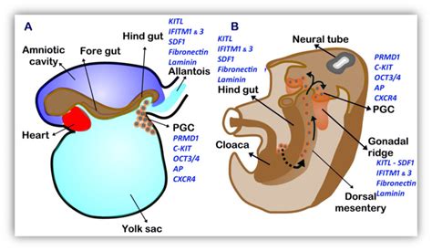 Figure 1 Regulation Of Germ Cell Migration Endotext Ncbi