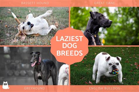 10 Laziest Dog Breeds Low Energy Dog Breeds With Photos
