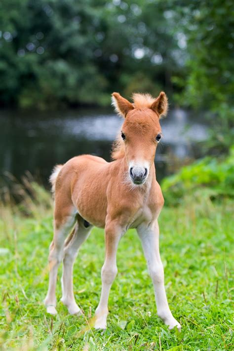 Baby Horse Images