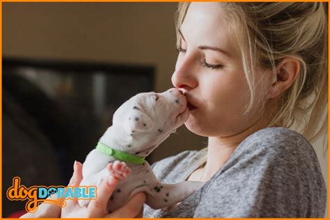 Puppy Breath Smells Like Blood Causes Concerns And Remedies