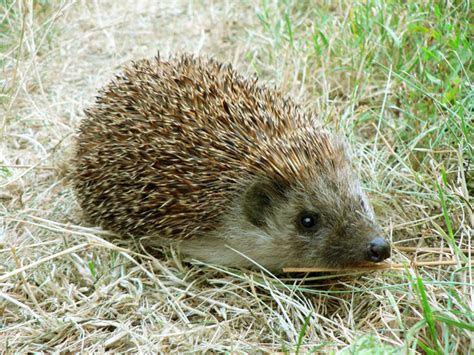 Amazing Hedgehog - Hedgehogs Facts, Photos, Information, Habitats, News ...
