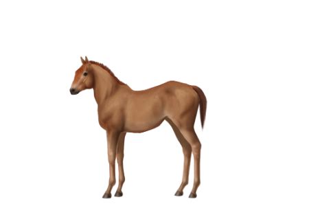 horse breeds riwoche horse world