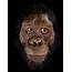Ape Like Face Of Early Human Ancestor  Cosmos Magazine